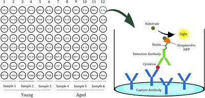 Age-Related Inflammatory Balance Shift, Nasal Barrier Function, and Cerebro-Morphological Status in Healthy and Diseased Rodents